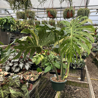 Z-2240 - Monstera deliciosa "Thai Constellation" - 10in Pot XXL
