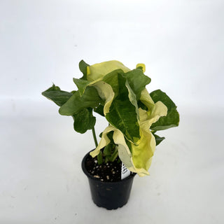 Z-2143 - Syngonium podophyllum "Orm Thong"