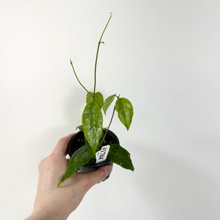 Hoya sangguensis Peninsular Malaysia [#1784]