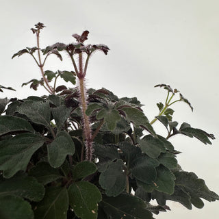 Mikania ternata (Plushvine) - 6" Hanging Basket