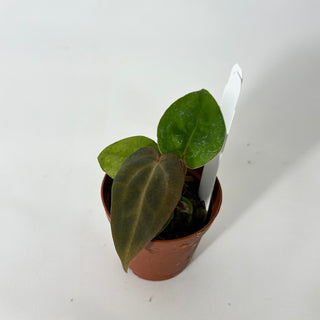 Anthurium SKG red crystallinum x 'Amelia's Delight' - Seedling [#1725]
