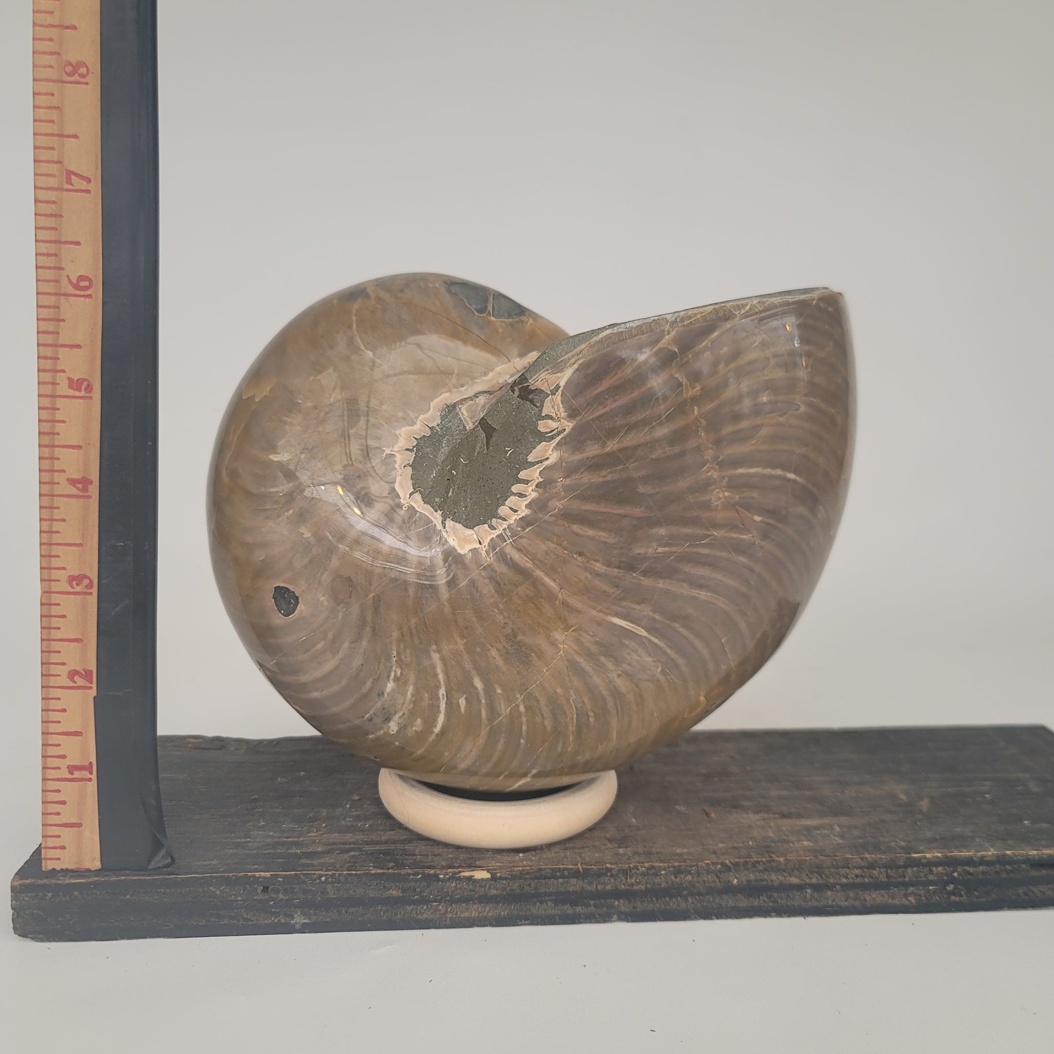 Ammonite Fossil (10.5 lbs _ S-44)