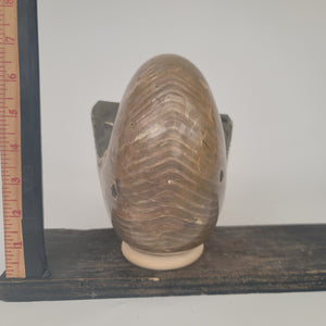 Ammonite Fossil (10.5 lbs _ S-44)