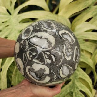 Clam Shell Marble Sphere (18.8 lbs _ S-108)