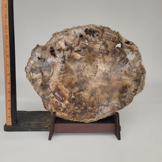 Petrified Wood Slab (8.1 lbs _ S-111)