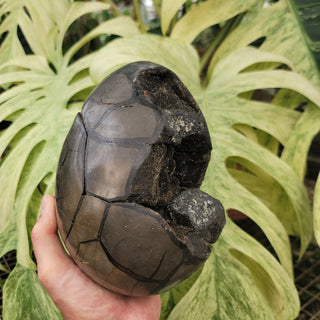 Druzy Septarian (10.1 lbs _ S-114)