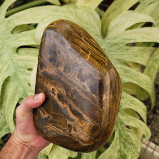 Tiger's Eye (9.6 lbs _ S-116)