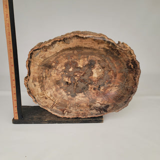 Petrified Wood Bowl (25.2 lbs _ S-117)