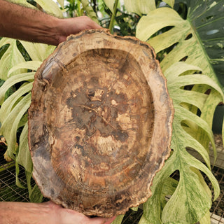 Petrified Wood Bowl (25.2 lbs _ S-117)