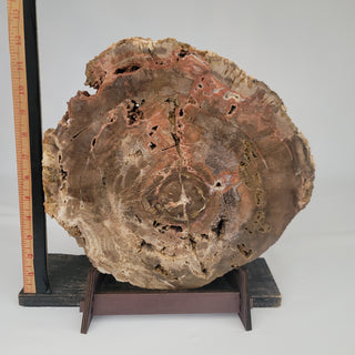 Petrified Wood Slab (11.7 lbs _ S-124)