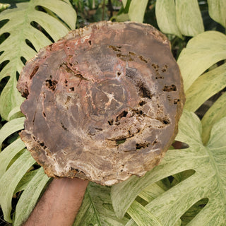 Petrified Wood Slab (11.7 lbs _ S-124)