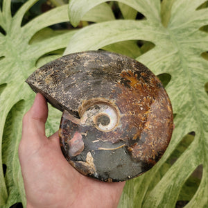 Ammonite (2.21 lbs _ S-130)