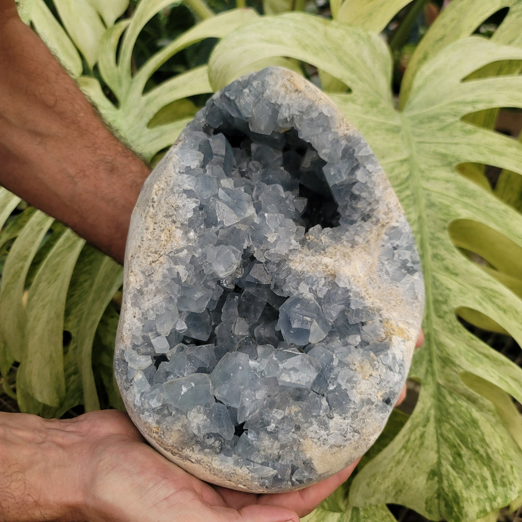 Celestite Geode (22 lbs _ S-131) – Steve's Leaves