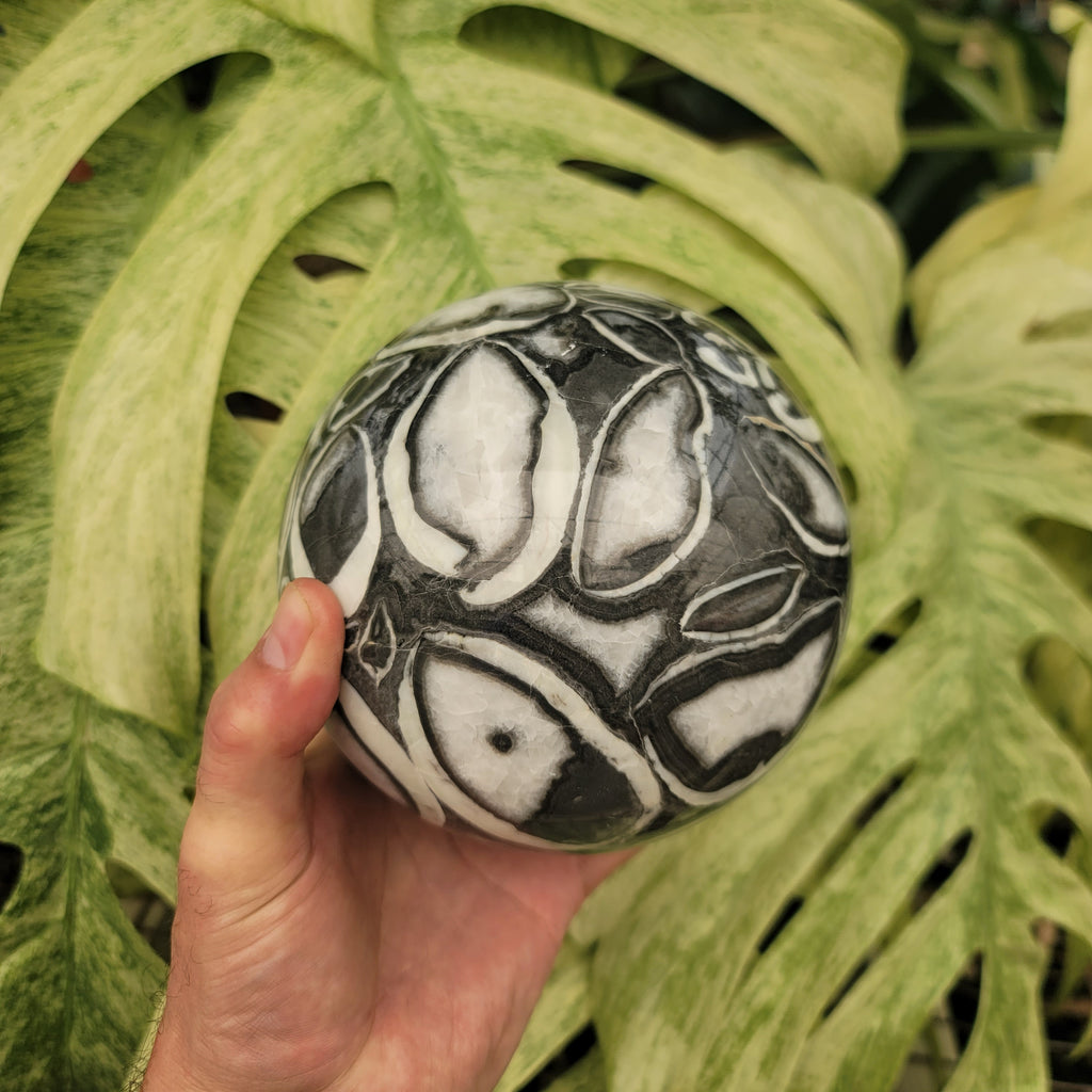 Clam Shell Marble Sphere (7.8 lbs _ S-186) – Steve's Leaves