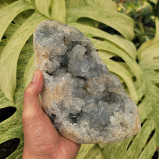 Celestite Geode (7.0 lbs _ S-187)