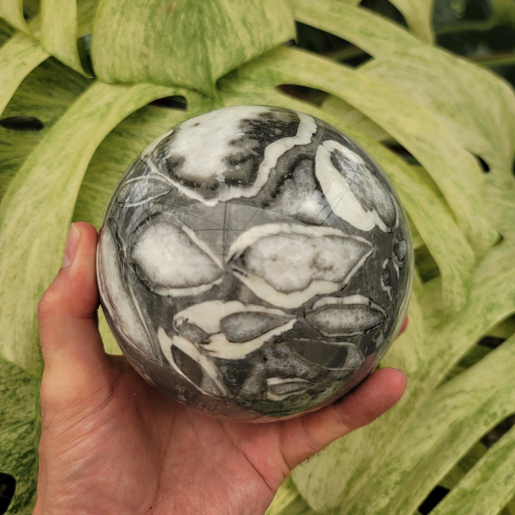 Clam Shell Marble Sphere (6.2 lbs _ S-207)