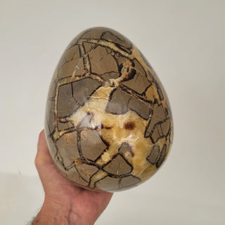 Septarian Egg (15.2 lbs _ S-230)