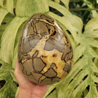 Septarian Egg (15.2 lbs _ S-230)