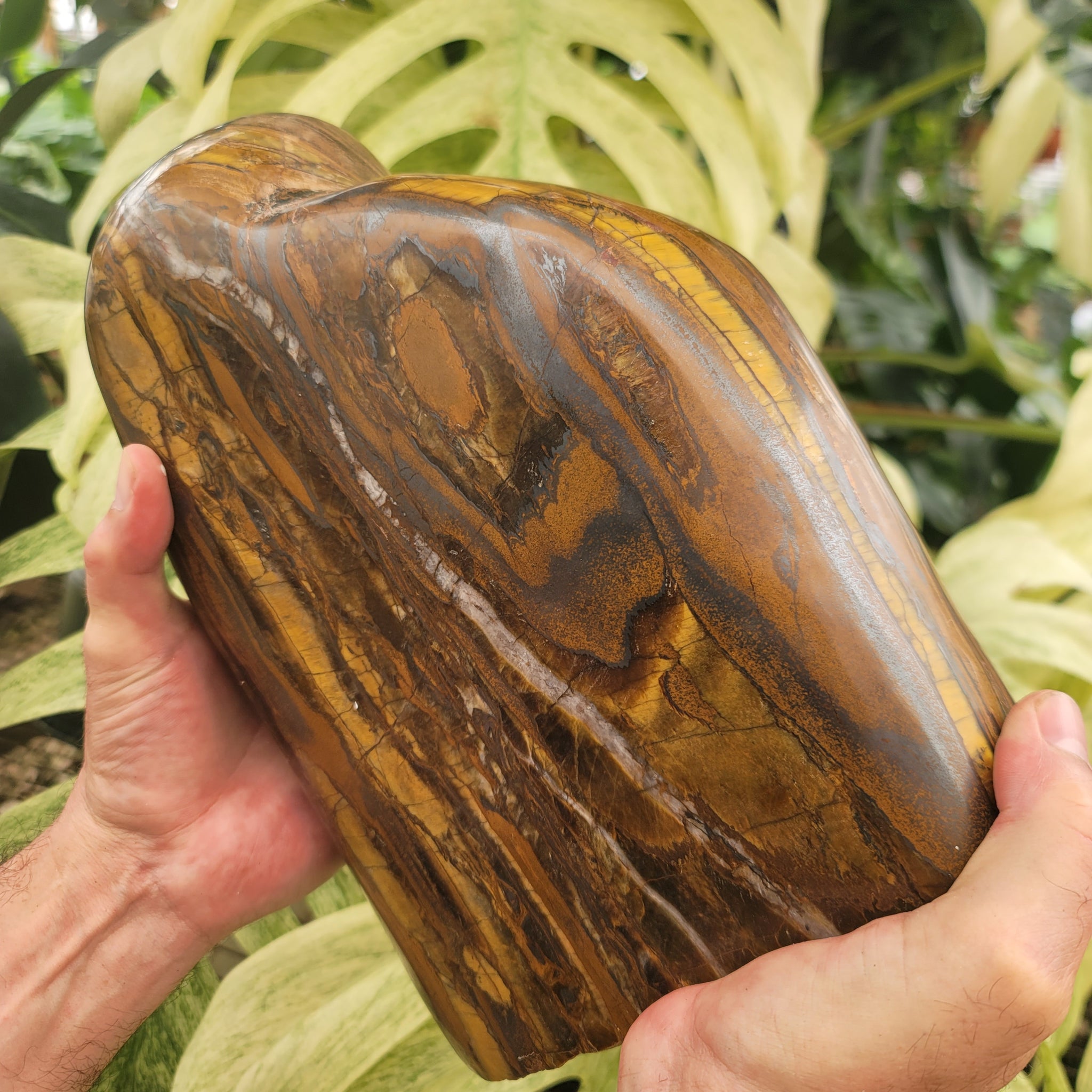 Tiger's Eye - Extra Large (26.4 lbs _ S-235)