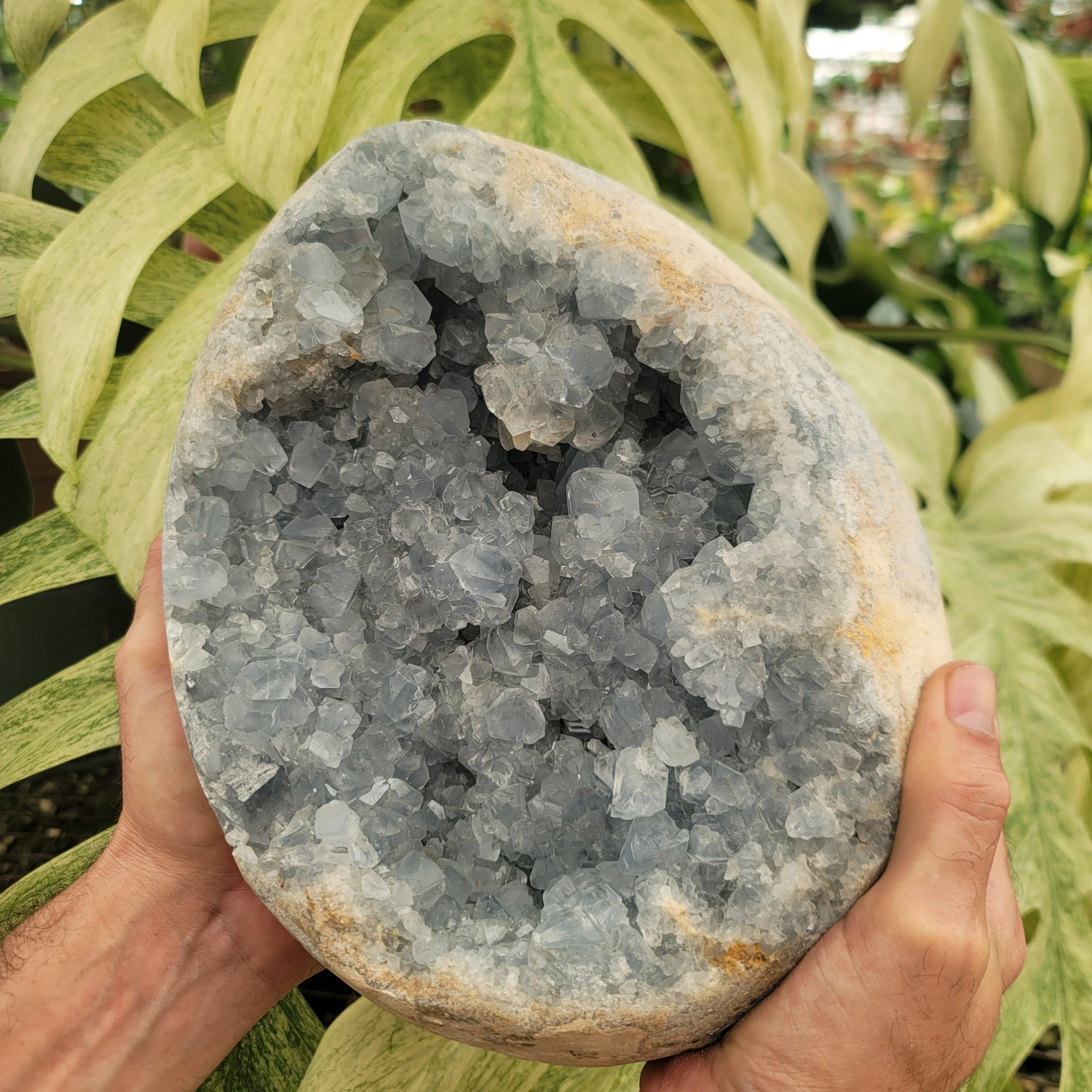Celestite Geode - Extra Large (26.4 lbs _ S-236)