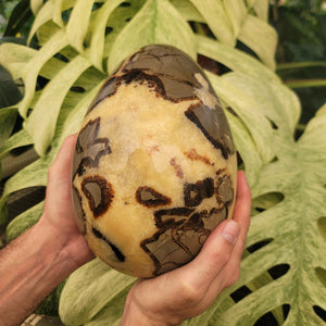 Septarian Egg (18.5 lbs _ S-19) – Steve's Leaves