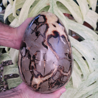 Septarian Egg - Extra Large Specimen (18.0 lbs _ S-241)