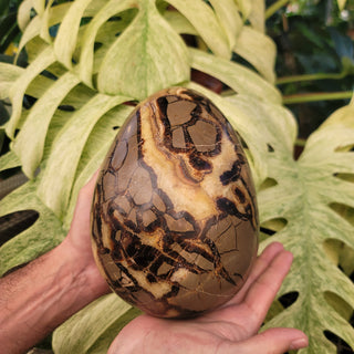 Septarian Egg (15.2 lbs _ S-246)