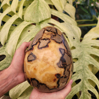 Septarian Egg (15.2 lbs _ S-246)