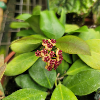 Hoya lucardenasiana 'Red'