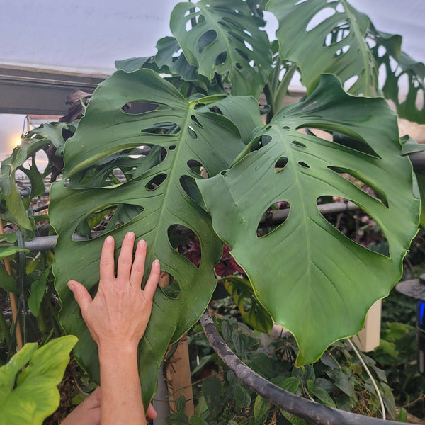 monstera obliqua obi Monstera obliqua (Bolivian Form) – Steve's Leaves