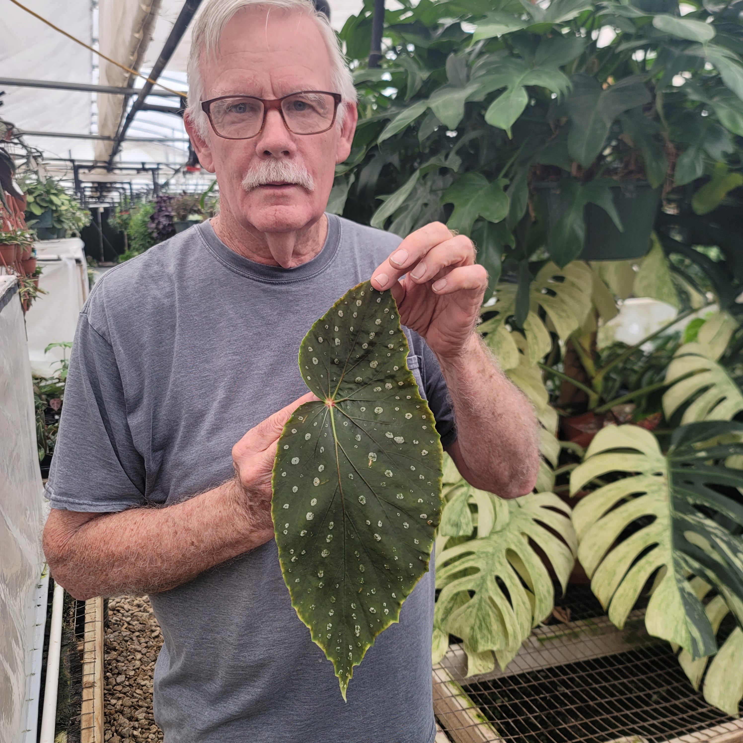succulent begonia Begonia 'Steve's Leaves Extra Grande'