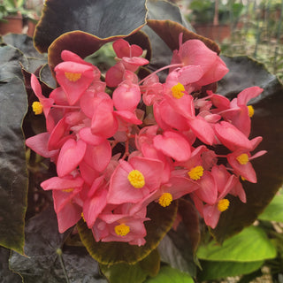 Begonia 'Steve's Leaves Monsieur Brutus'