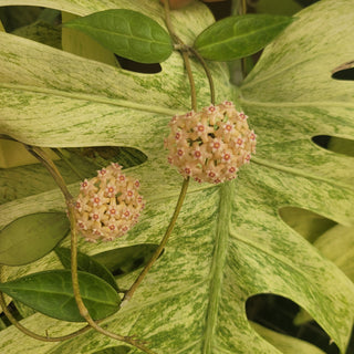 Hoya pallida