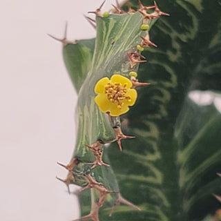 Euphorbia 'Sunrise'