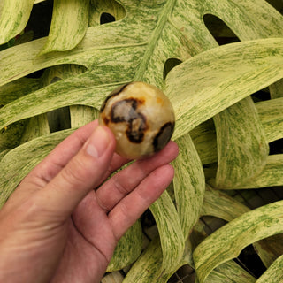 Septarian Sphere (6.26 oz _ SL-351)