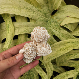 Selenite "Desert Rose" (8.71 oz _ SL-383)