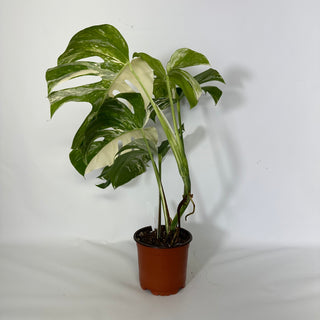 Z-4551 - Monstera deliciosa var. borsigiana albo-variegata