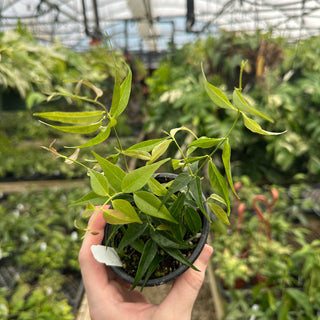Hoya exilis