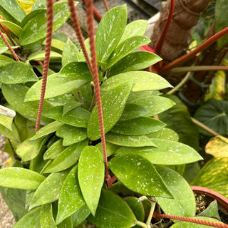 Hoya pubicalyx 'Reva'