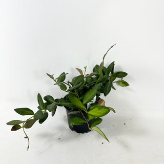 Hoya sp. aff. burtoniae (variegated) [#1937]