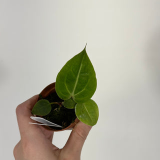 Anthurium 'Blue Velvet' x self - 2 Seedlings [#1514]