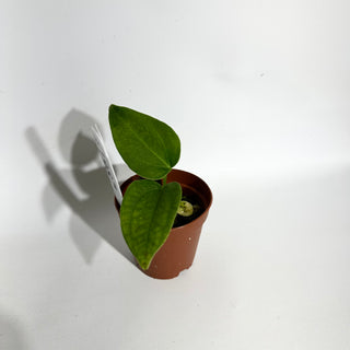 Anthurium 'Queen of Hearts' x 'Arnold Schwarzenegger' - Seedling [#1987]