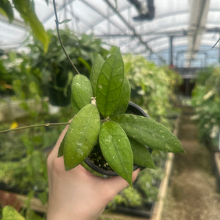 Hoya sp. Aceh Singkil AO 01