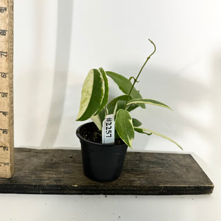 Hoya pimenteliana (outer variegated) [#2257]