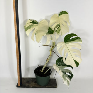 Monstera deliciosa var. borsigiana albo-variegata [#2090]