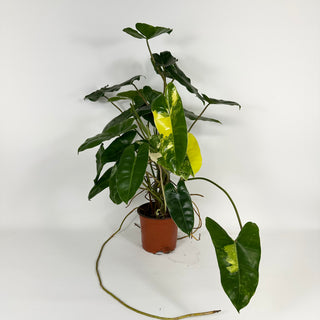 Philodendron 'Burle Marx' variegated [#2115]