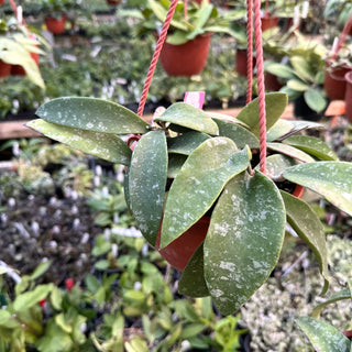 Hoya phuwuaensis