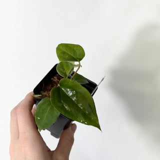 Anthurium papillilaminum SL #1 x 'Amelia's Delight' [#1672]