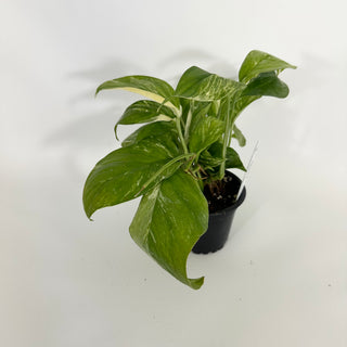 Z-4601 - Monstera lechleriana variegated