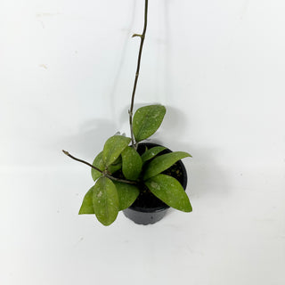 Hoya elmeri (splash) [#2378]